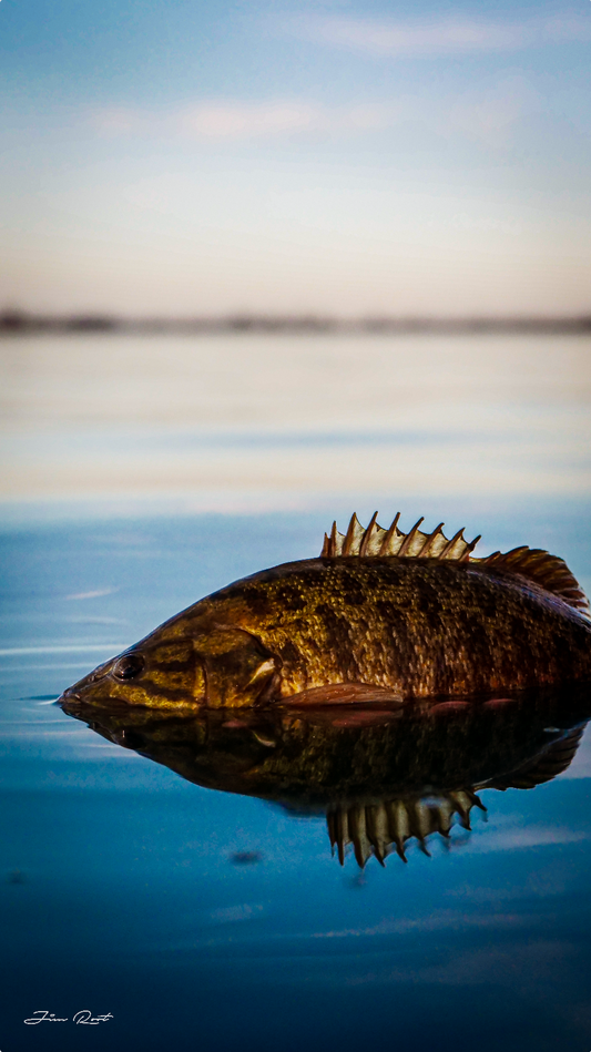 The Bronzeback Smallmouth Bass